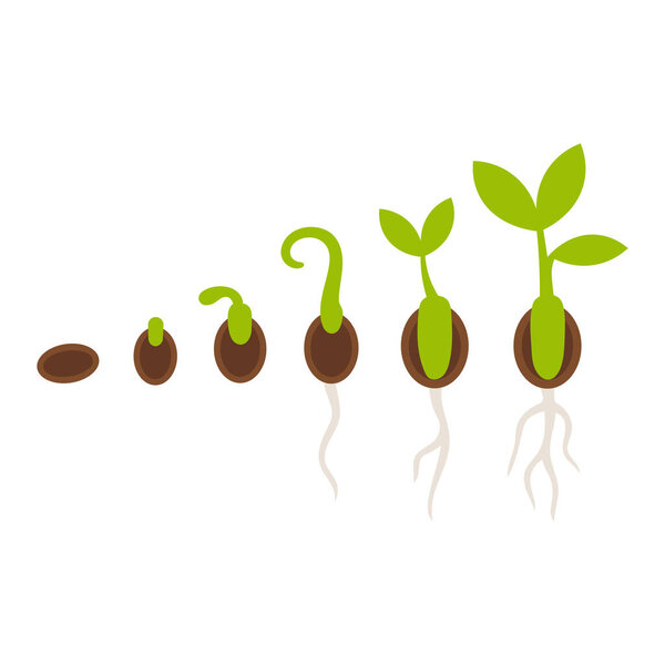 Sequential visual representation of plant growth, showing the transformation from a simple seed to a vibrant, sprouting seedling.