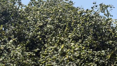 Bereketi ve bereketli hasadı sembolize eden, sayısız olgunlaşmamış yeşil meyvelerle dolu, berrak mavi gökyüzü altında bereketli bir meyve ağacı..