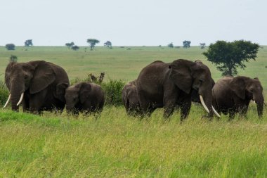 Savanadaki filler grubu