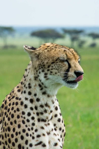 Licking Cheetah Portrait Serengeti Tanzania — Stock Photo, Image