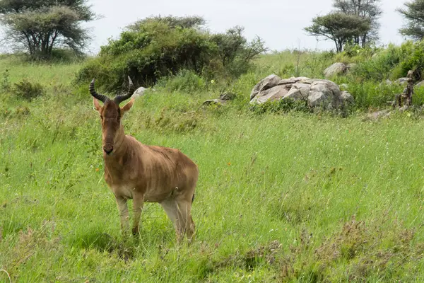 Antilope Portrait Savannah — Stock Photo, Image