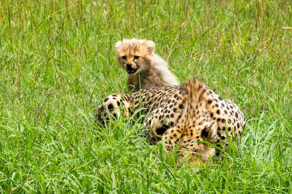 Gepard Mit Kindern Die Gras Spielen — Stockfoto