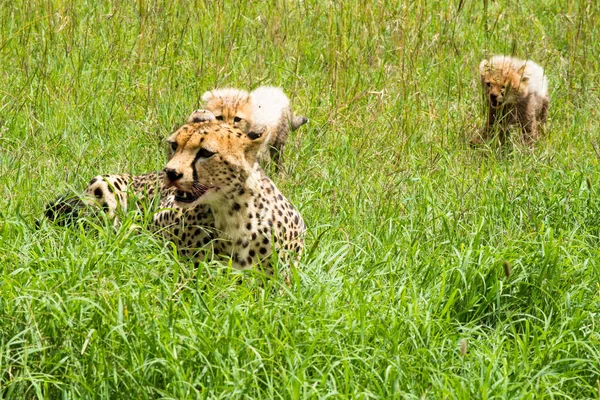 Gepard Mit Kindern Die Gras Spielen — Stockfoto