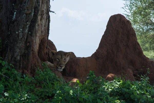 Lion Sleeping Termite Mound — Stock Photo, Image