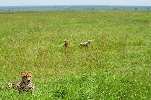 Cheetah Childs Playing Grass — Stock Photo, Image