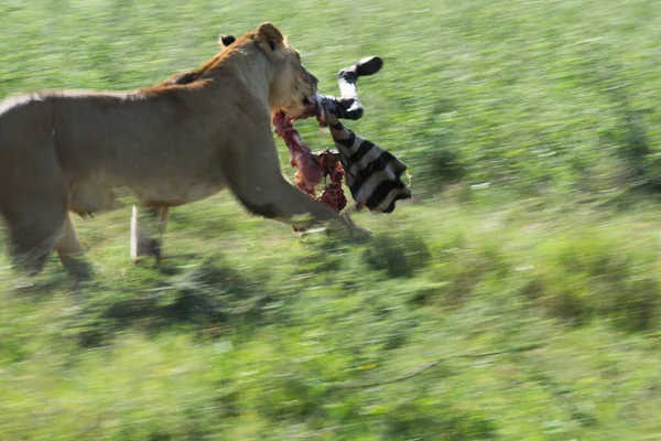 Laufender Löwe Mit Zebrabein — Stockfoto
