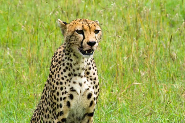 Female Cheetah Seating Grass — Stock Photo, Image