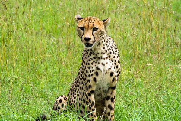 Female Cheetah Seating Grass — Stock Photo, Image