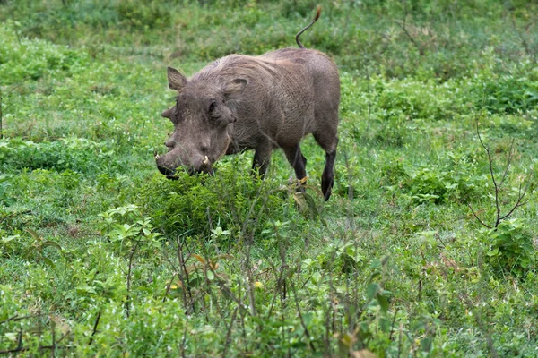 Warthog Buscando Comida —  Fotos de Stock