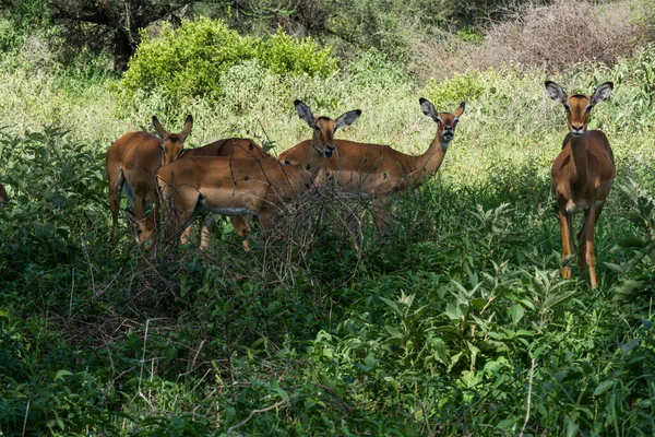 Antilopes Tarangire Tanzania — Stock Photo, Image