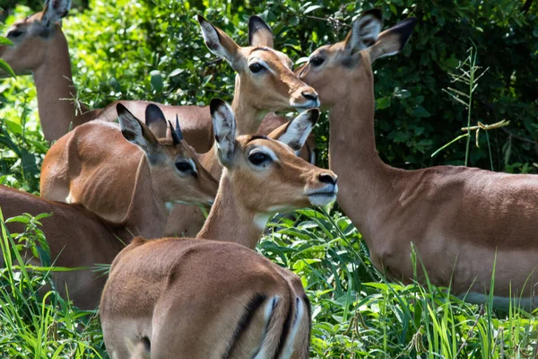 Herd Antilopes Tarangire — Stock Photo, Image