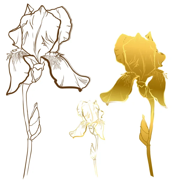 Золотой цветок радужки — стоковый вектор