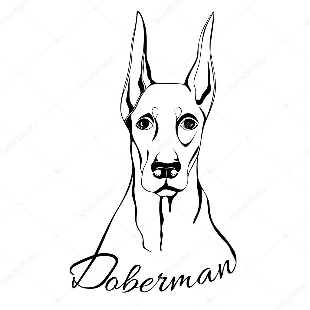 Outline drawing of the dog's head and the words doberman