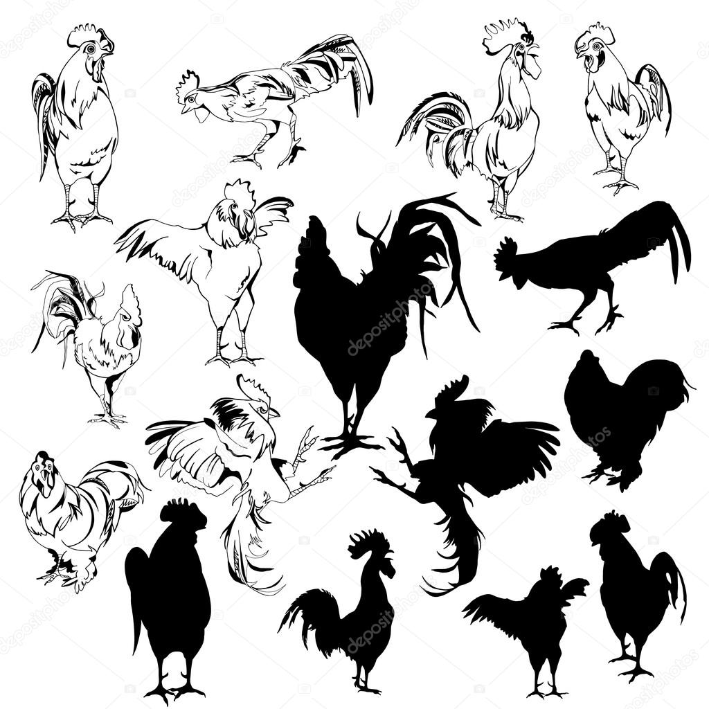 A set of silhouettes roosters and outlines on a white background