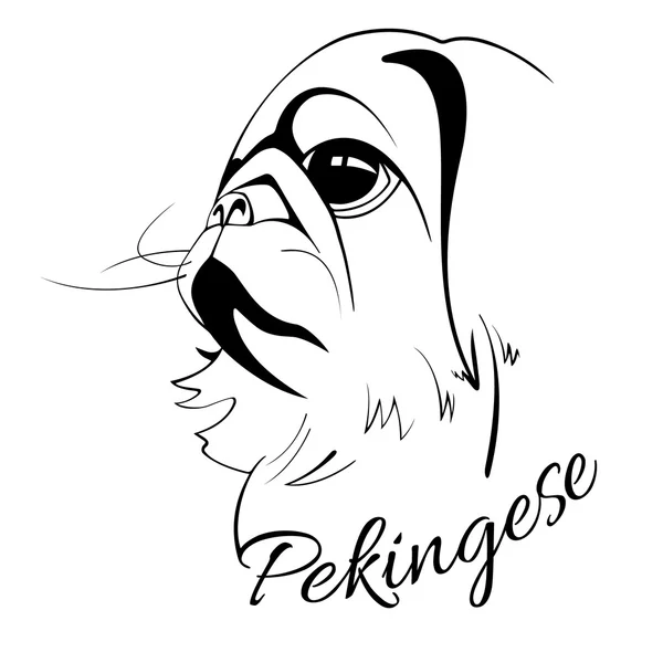 Pekingese dog head — Stock Vector