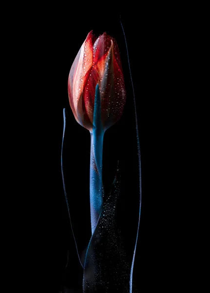 Still life tulip yakın çekim