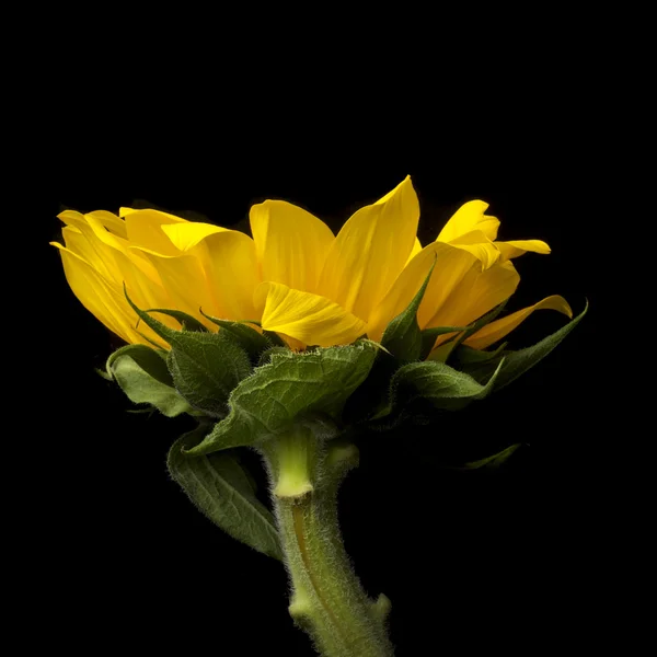 Bodegón girasol flor Fotos de stock libres de derechos