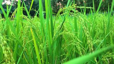 Çeltik tarlasında olgunlaşan tahıllarla dolu canlı yeşil pirinç bitkilerine yakın çekim. Sürdürülebilir tarım, doğal büyüme ve küresel gıda için gerekli.