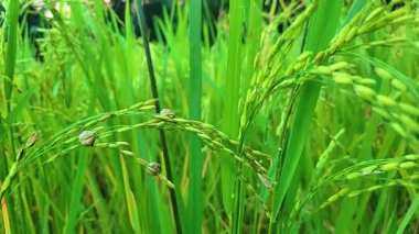 Çeltik tarlasında olgunlaşan tahıllarla dolu canlı yeşil pirinç bitkilerine yakın çekim. Sürdürülebilir tarım, doğal büyüme ve küresel gıda için gerekli.