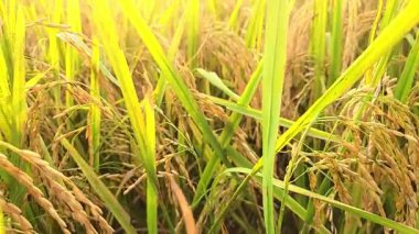 Sıcak güneş ışığı altında canlı bir altın pirinç tarlasına yakın çekim, bolluğu ve hasat için hazır olmayı simgeliyor. Bu ürün çok önemli bir küresel gıda kaynağıdır. Beslenme için hayati önem taşır..