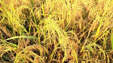 Sıcak güneş ışığı altında canlı bir altın pirinç tarlasına yakın çekim, bolluğu ve hasat için hazır olmayı simgeliyor. Bu ürün çok önemli bir küresel gıda kaynağıdır. Beslenme için hayati önem taşır..