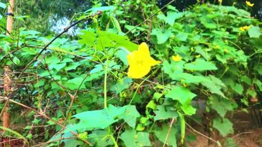 Beş yapraklı tek bir parlak sarı çiçek, yoğun yeşil yapraklar ve sarmaşıkların oluşturduğu bir zemin üzerinde duruyor. Doğanın güzelliğini ve büyümesini gözler önüne seriyor..
