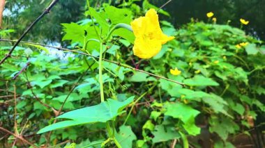 Canlı sarı bir luffa çiçeği, aynı zamanda sünger kabağı olarak da bilinir, yeşil yapraklarla çiçeklenmiştir. Sağlıklı bir bahçenin doğal güzelliğini ve taze büyümesini yakalar..