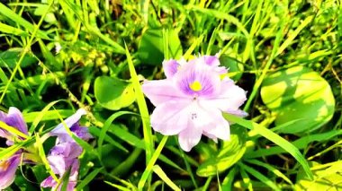 Yumuşak, pembe bir Sümbül çiçeğine odaklanmış mor damarlarını ve parlak sarı merkezini yemyeşil yaprakların arasına yerleştiren bir video..