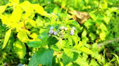 Küçük mor ve beyaz kır çiçeklerinden oluşan bir kümeyi gösteren bir makro video, bazıları tomurcuk şeklinde, yemyeşil, dokulu yeşil yapraklar arasında.