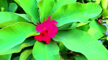 Bu video, hassas taç yapraklarını ve parlak sarı pudinglerini vurgulayan beyaz bir çay çiçeğine yakından odaklanır. Çevreleyen parlak yeşil yapraklar ve yumuşak arka plan barışçıl, doğal bir huşu yaratır.