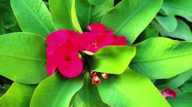 Bu video, hassas taç yapraklarını ve parlak sarı pudinglerini vurgulayan beyaz bir çay çiçeğine yakından odaklanır. Çevreleyen parlak yeşil yapraklar ve yumuşak arka plan barışçıl, doğal bir huşu yaratır.