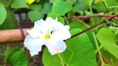 Bu video, hassas taç yapraklarını ve parlak sarı pudinglerini vurgulayan beyaz bir çay çiçeğine yakından odaklanır. Çevreleyen parlak yeşil yapraklar ve yumuşak arka plan barışçıl, doğal bir huşu yaratır.