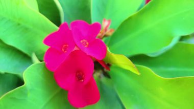 Bu video, hassas taç yapraklarını ve parlak sarı pudinglerini vurgulayan beyaz bir çay çiçeğine yakından odaklanır. Çevreleyen parlak yeşil yapraklar ve yumuşak arka plan barışçıl, doğal bir huşu yaratır.