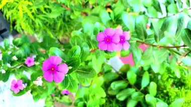 Bu video, hassas taç yapraklarını ve parlak sarı pudinglerini vurgulayan beyaz bir çay çiçeğine yakından odaklanır. Çevreleyen parlak yeşil yapraklar ve yumuşak arka plan barışçıl, doğal bir huşu yaratır.