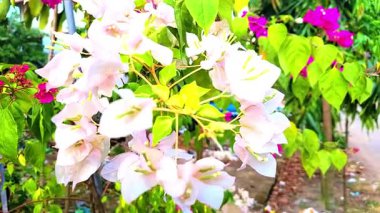 Bu video, hassas taç yapraklarını ve parlak sarı pudinglerini vurgulayan beyaz bir çay çiçeğine yakından odaklanır. Çevreleyen parlak yeşil yapraklar ve yumuşak arka plan barışçıl, doğal bir huşu yaratır.