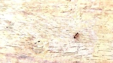 Küçük bir karınca, doğanın karmaşık detaylarını gözler önüne seren bu yakın plan videoda özenle dokulu ve yıpranmış ahşap bir kalas üzerinde yürüyor..