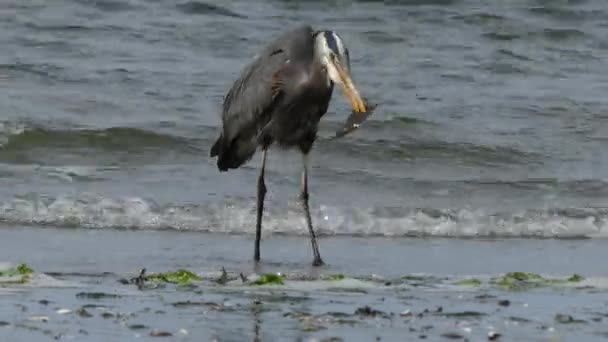 Gran garza azul sosteniendo peces en la playa — Vídeo de stock