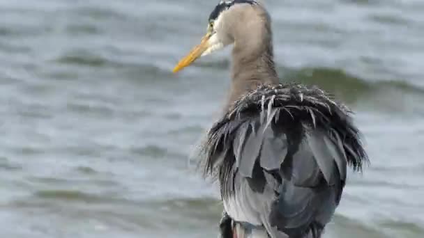 Blue heron zblízka oceán pozadí — Stock video