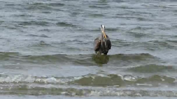 Blauwe reiger bedrijf vis — Stockvideo