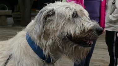 İrlandalı wolfhound köpek baş portre