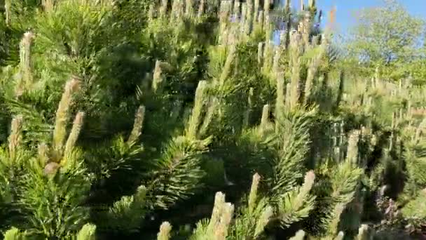 Firtree day parc à gros plans 