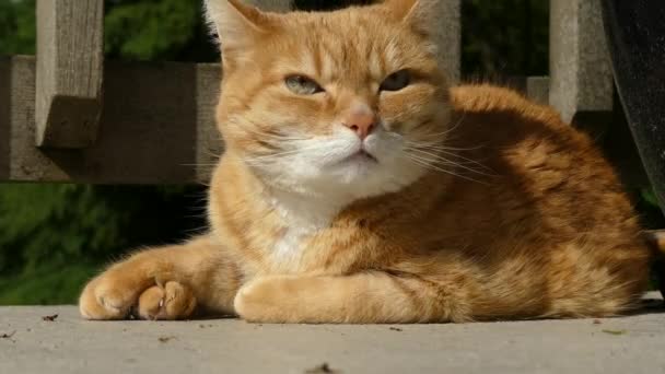 Gato naranja gruñón día soleado — Vídeo de stock