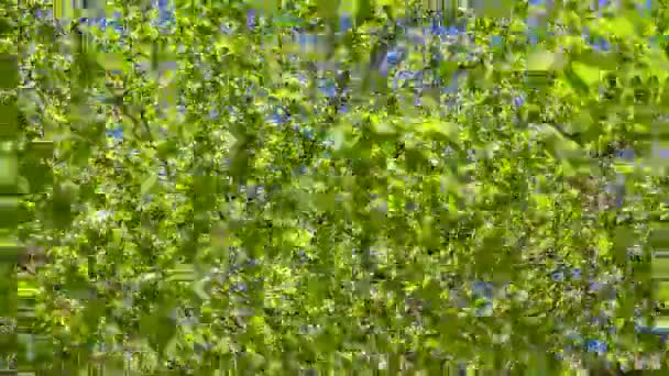 Зеленый жилой район дома деревья — стоковое видео