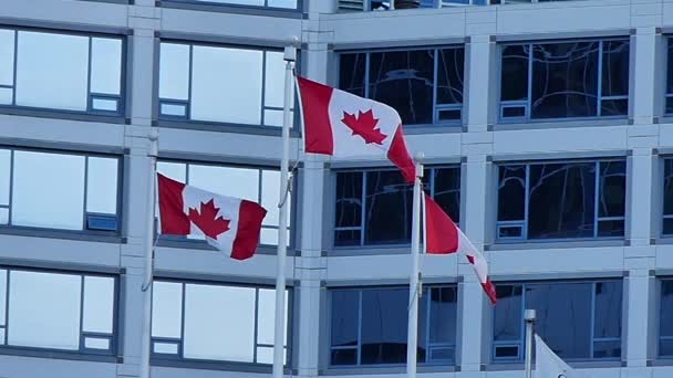 Banderas nacionales canadienses edificio de negocios — Vídeo de stock