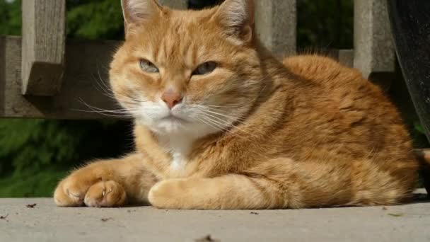 Beautiful ginger cat looking around — Stock Video