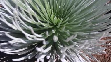 Silversword kadar yüksek irtifa kapatın