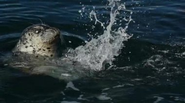 Tedavi mühür isabet su ile palm ağır çekim