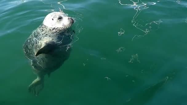 Seal slå vattnet med palmer, slow motion — Stockvideo