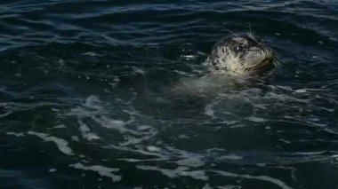 Fokun uzak koyu mavi su