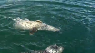 Okyanusta oynayan bebek mühürler